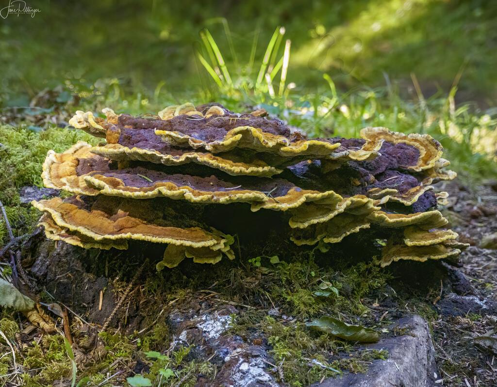 Fungus Torte by jgpittenger