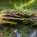 Fungus Torte by jgpittenger