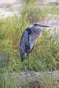 9th Oct 2023 - LHG_0047 GBH on the Beach at ft Morgan