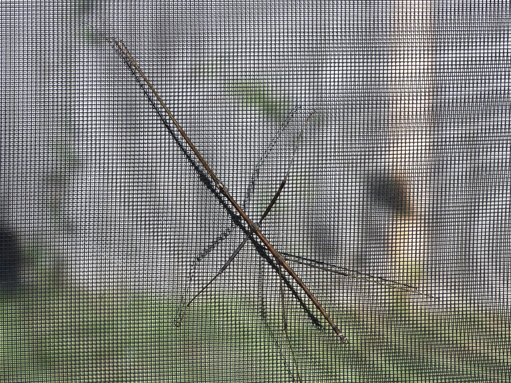 Biggest stick bug I've ever seen... by marlboromaam
