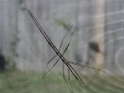 10th Oct 2023 - Biggest stick bug I've ever seen...