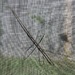 Biggest stick bug I've ever seen... by marlboromaam