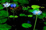 10th Oct 2023 - Blue Water Lilies ~