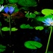 Blue Water Lilies ~ by happysnaps