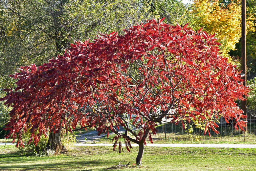 Autumn Glory by bjywamer