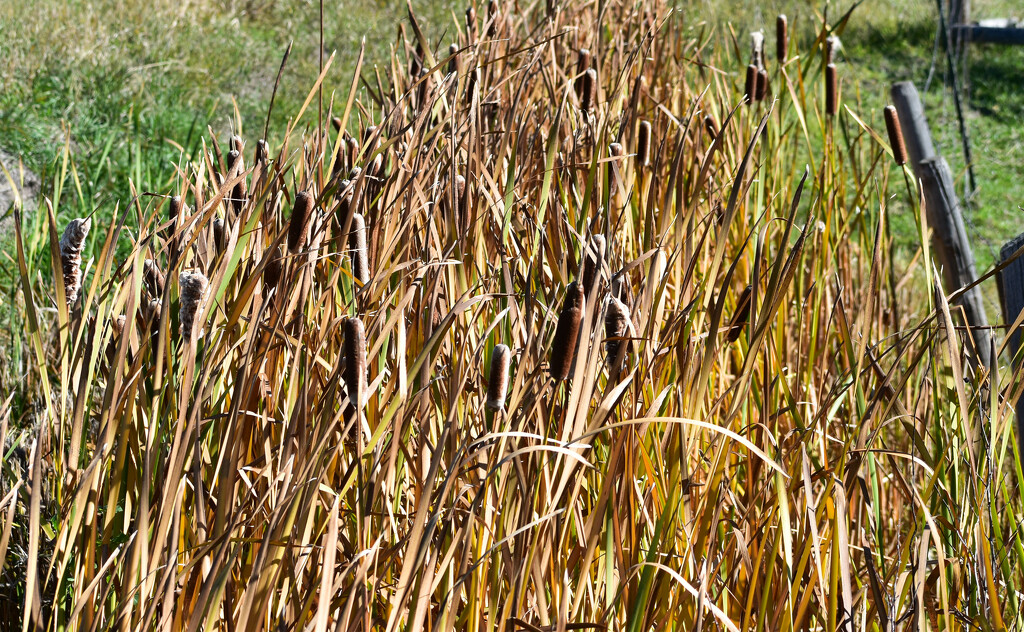 Cattails by bjywamer