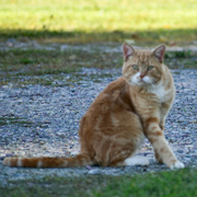 8th Oct 2023 - The Neighbor Cat...