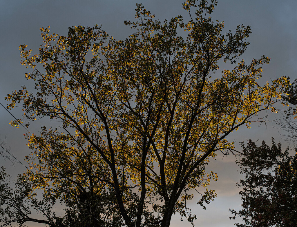 Tree light by darchibald