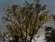 9th Oct 2023 - Tree light