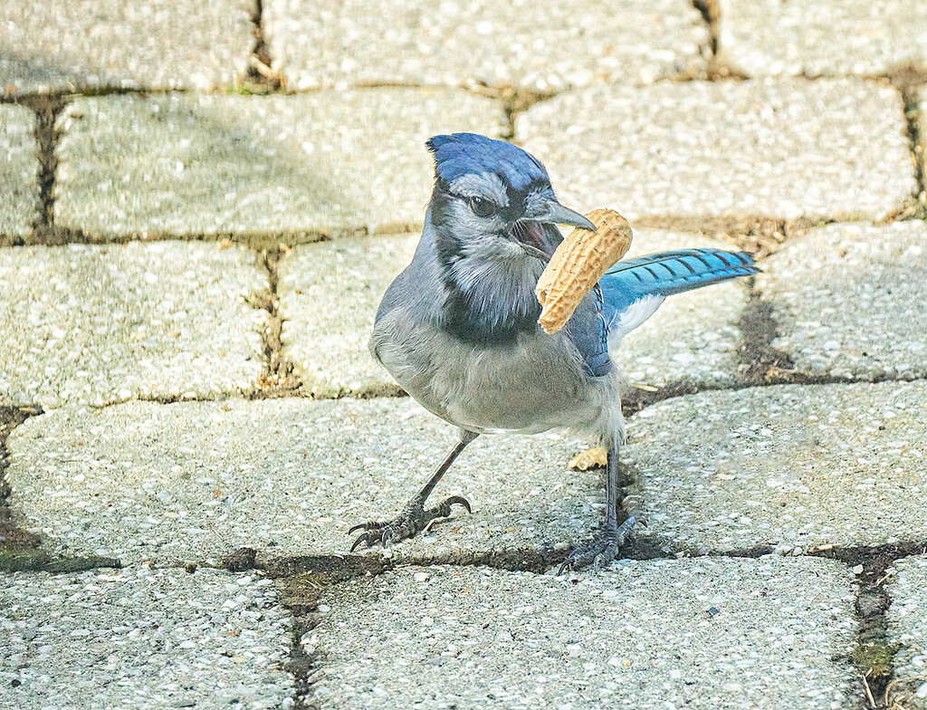 The Blue Jay Claims His Prize by gardencat