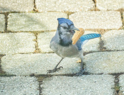 9th Oct 2023 - The Blue Jay Claims His Prize