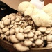 Overflowing mushrooms  by jerzyfotos