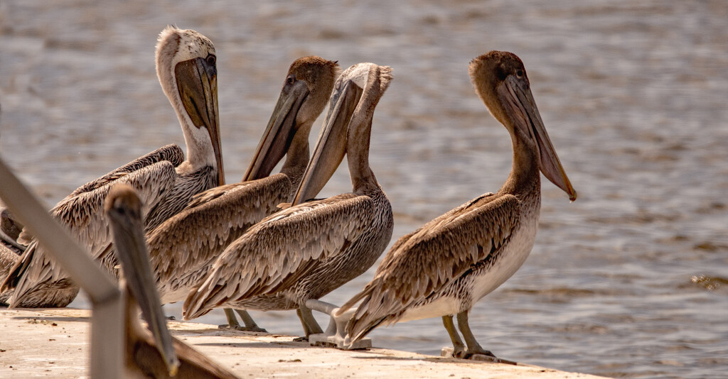 Pelicans on the Pier! by rickster549