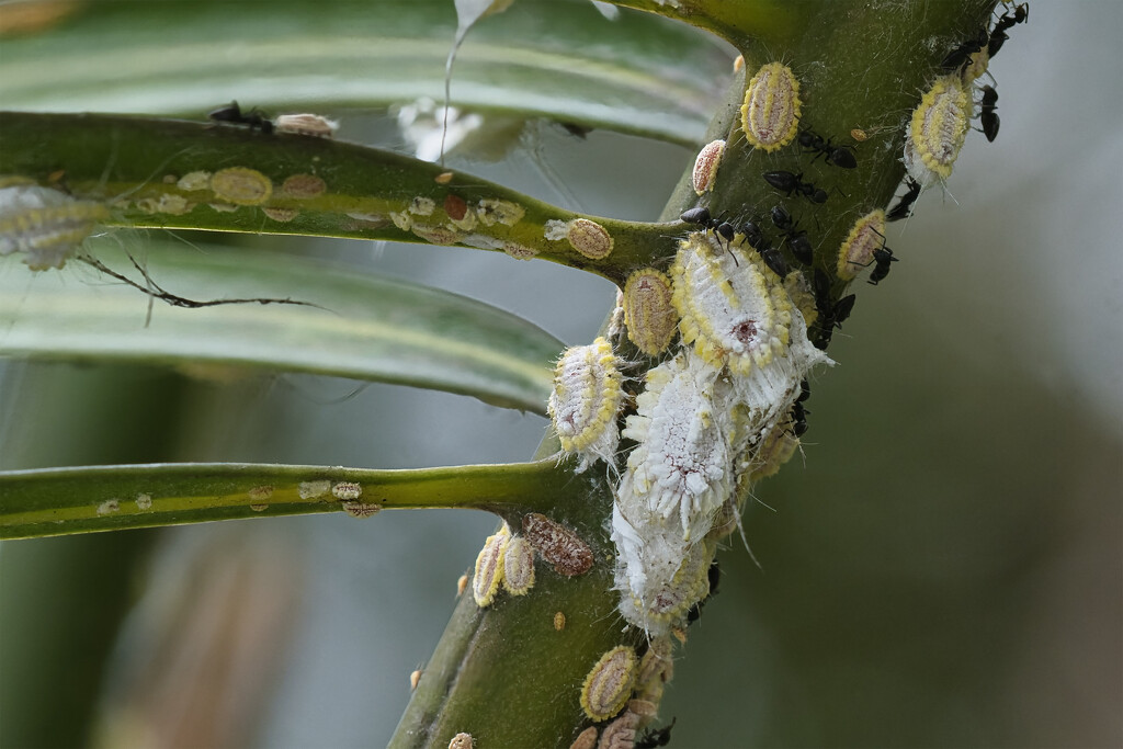 Mealy Bugs by dkbarnett