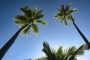 30th Sep 2023 - Coconut Palms