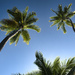 Coconut Palms by dkbarnett