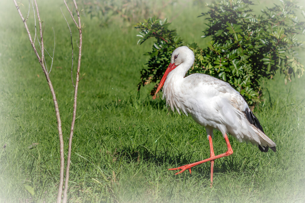 Happily strutting around by ludwigsdiana