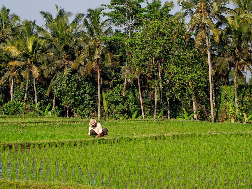 Rice field worker by christinav
