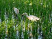 29th Sep 2023 - A couple of herons in a rice field