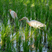 A couple of herons in a rice field by christinav