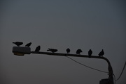 10th Oct 2023 - THE PIGEONS WERE SMELLING THE SUNRISE