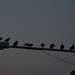 THE PIGEONS WERE SMELLING THE SUNRISE by sangwann