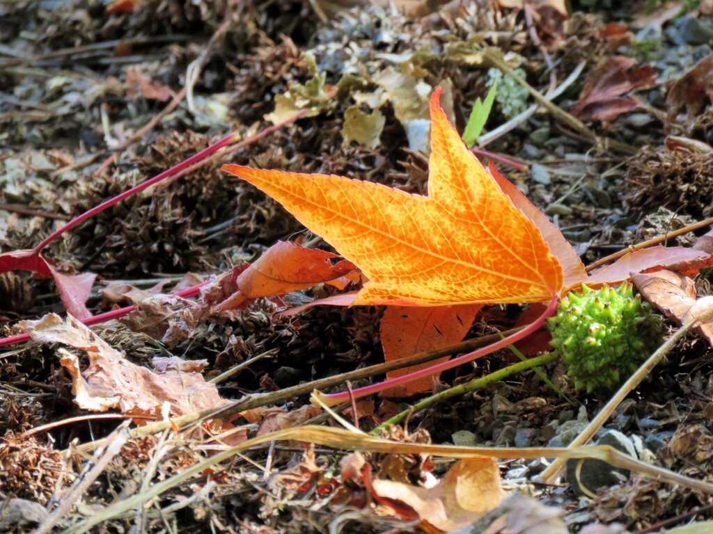 Fall Leaf by seattlite