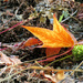 Fall Leaf by seattlite