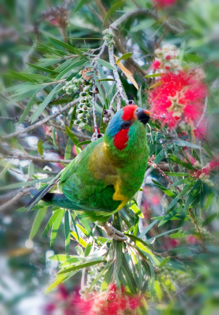 Bird 9 - Musk Lorikeet by annied