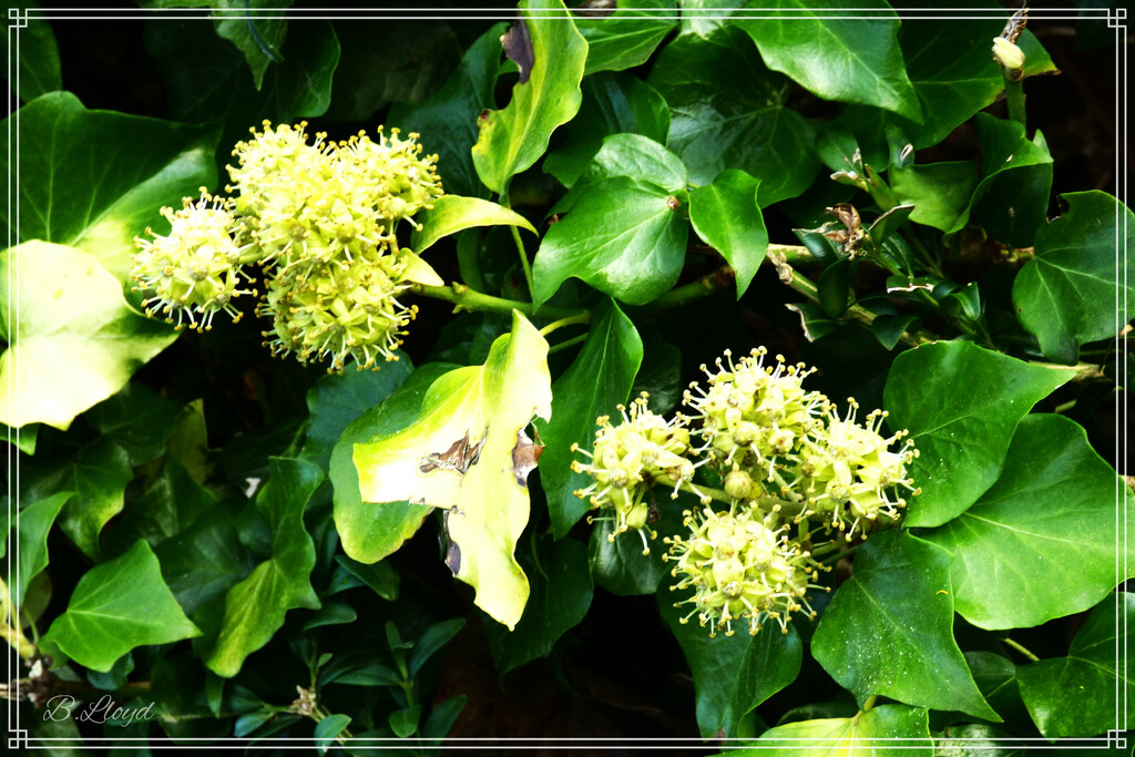 Ivy in flower by beryl
