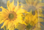 10th Oct 2023 - Sunflower trio...........