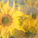 Sunflower trio........... by ziggy77