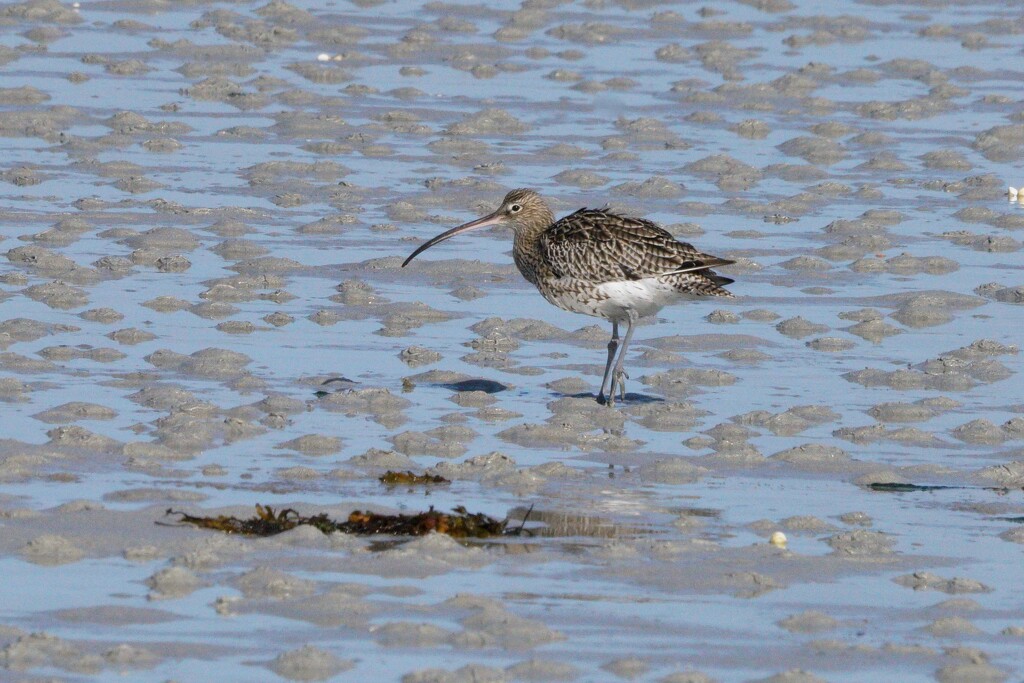 CURLEW AT LOW TIDE by markp