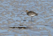 4th Oct 2023 - CURLEW AT LOW TIDE