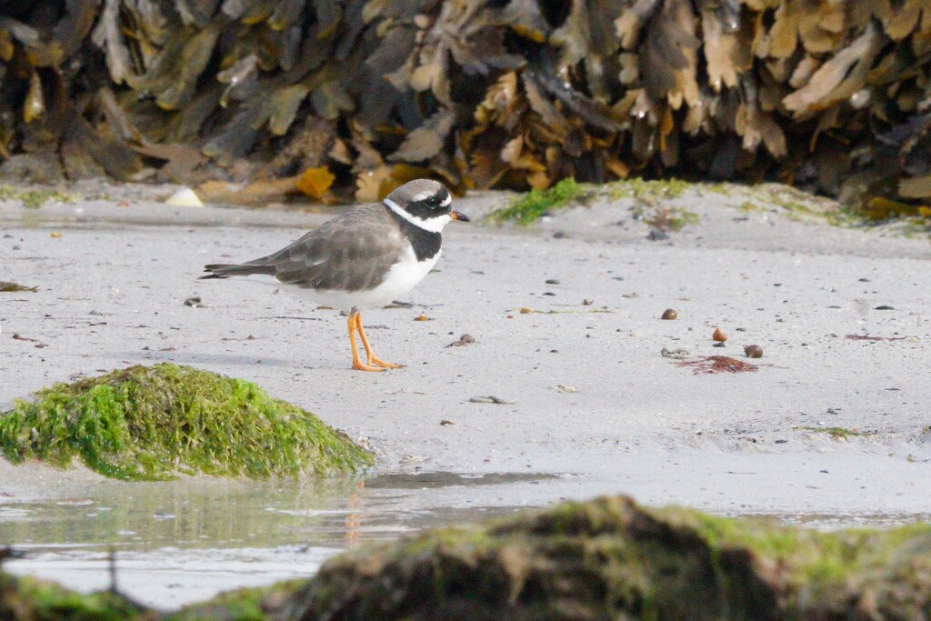 RINGED PLOVER  by markp