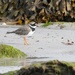 RINGED PLOVER  by markp