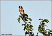 10th Oct 2023 - Goldfinch