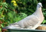 9th Oct 2023 - Juvenile Collard Dove