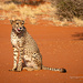 Namibia 3 by nigelrogers