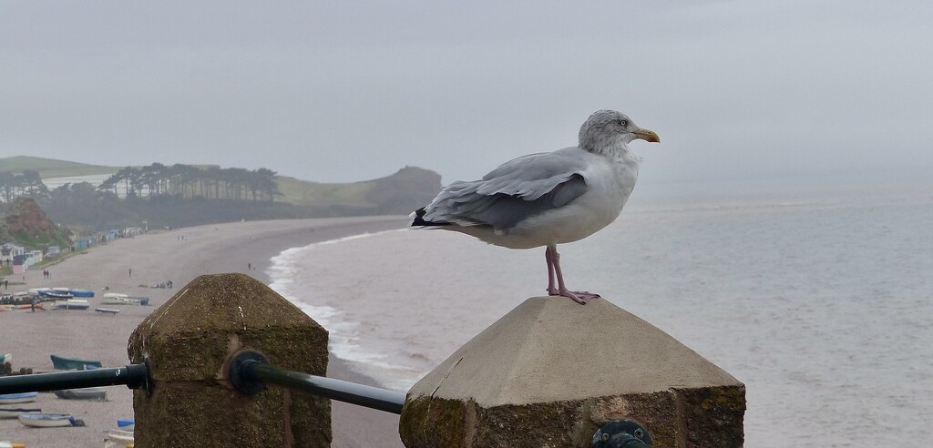 The Beach at Buddleigh Salterton (and a herring gull) by susiemc