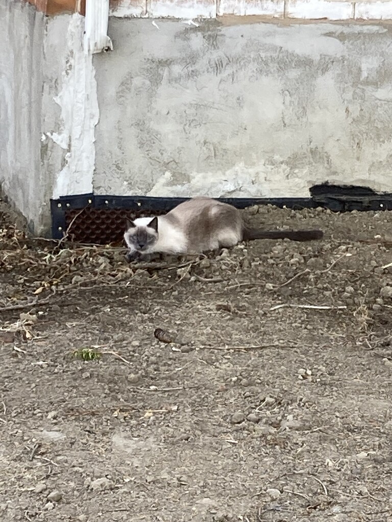 New Cat in the Neighbourhood  by spanishliz