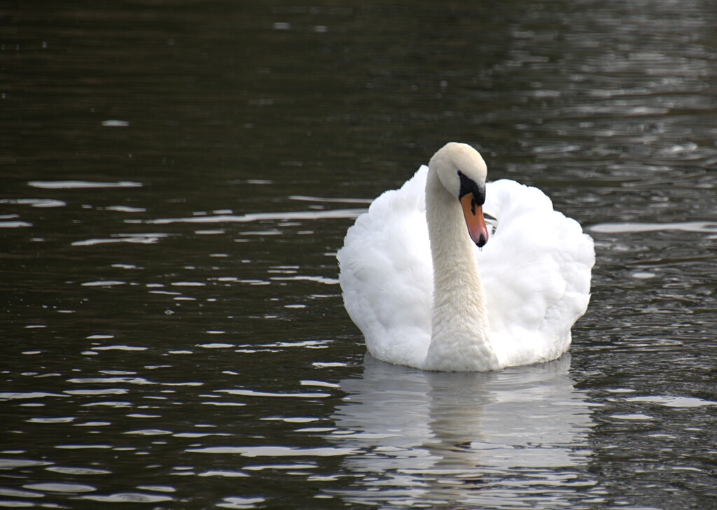 beautiful swan by ollyfran