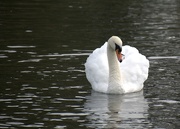 10th Oct 2023 - beautiful swan