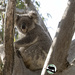 not much longer by koalagardens