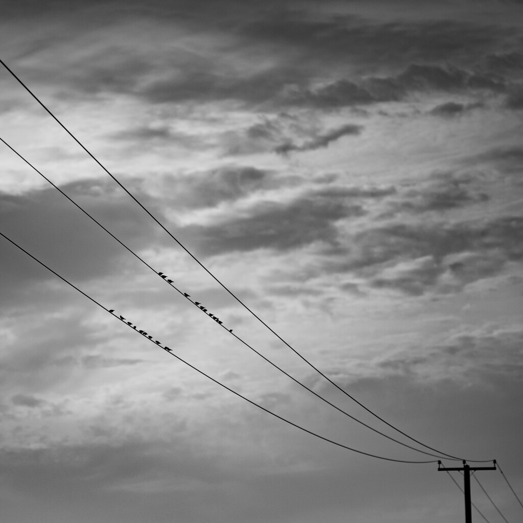 Birds on a wire  by onebyone