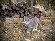 10th Oct 2023 - Camouflage Cat