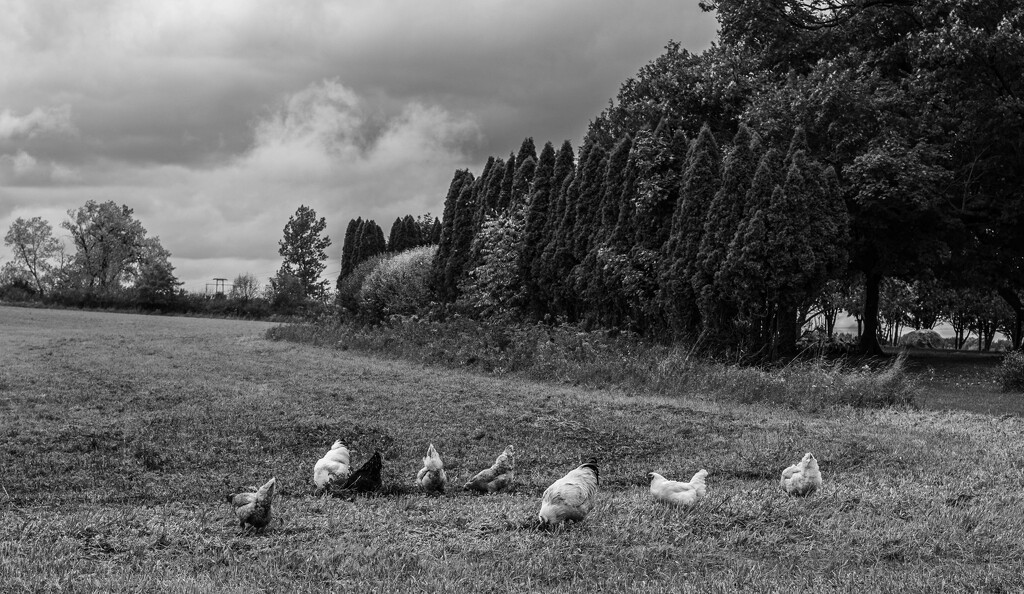 Roadside chickens by darchibald