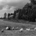 Roadside chickens by darchibald