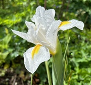 11th Oct 2023 - White Iris 