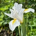 White Iris  by Dawn